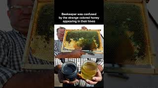 The mystery of the blue and green honey produced by bees that visited the MampMs factory [upl. by Comstock718]