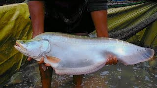 Chitala fish  Clown knifefish  10 Kg Weight big fish  Asian Fish Market [upl. by Tibbitts]