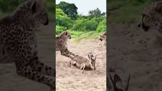 Leopards guard antelopes at close range  confusing animal behavior [upl. by Iel740]