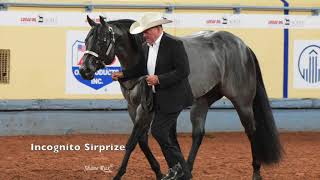 2019 AQHA Open Performance Halter Stallions [upl. by Ramma]