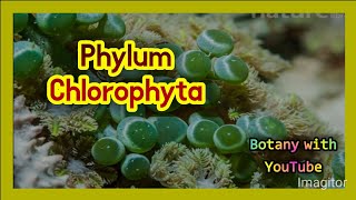 Phylum Chlorophyta botanywithyoutube [upl. by Ixela]