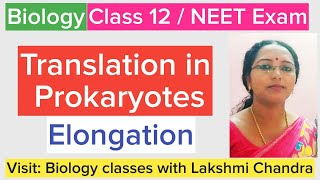 Translation in Prokaryotes Elongation  Class 12 Biology  NEET Biology [upl. by Lenno604]