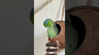 Jack Parrotlets 🦜birds parrotlet [upl. by Belloir]