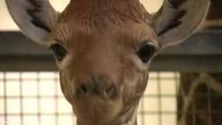 Baby giraffe up close [upl. by Enaelem]