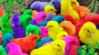 Menangkap ayam lucu ayam warna warni ayam rainbow bebek angsa ikan hias ikan cupang kelinci [upl. by Atsirhc]