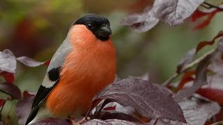 Birds Chirping And Singing In The Forest Sound Effect High Quality [upl. by Animaj]