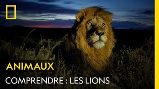 COMPRENDRE  Les lions [upl. by Zerline668]