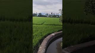 sorgameendraalum thevillagedronie aerialcinematography dronevideo greenlandscape [upl. by Tenner]