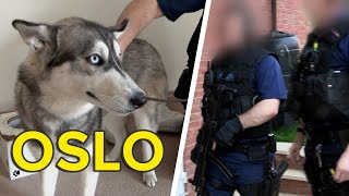 The Dog Rescuers Oslos Story  Heavy Petting [upl. by Eilah679]