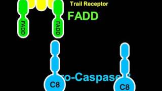 Apoptosis and Caspase8 Rate My Science [upl. by Peppard]