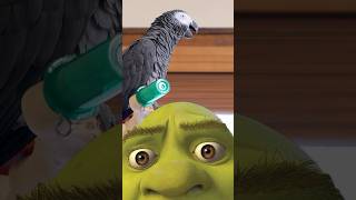 The Funniest Talking Parrot EVER 🤣 [upl. by Season]