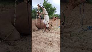 Camel thar with farmer camellife nature thar beauty camellife ll camel of thar [upl. by Arinayed272]