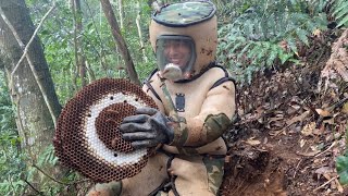 ERADICATION MURDER HORNET NESTASIAN GIANT HORNET NEST REMOVALWASP NEST REMOVALVESPA MANDARINA [upl. by Coumas18]