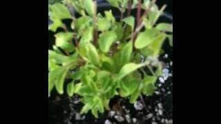 Oregano vs Marjoram  Mint Family Perennial Herbs In Kitchen Garden [upl. by Schuman]