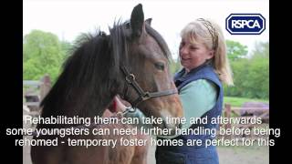 RSPCA Appeal  Fostering young rescue horses and ponies [upl. by Mirielle]