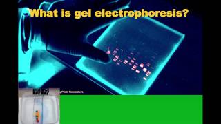 Biotechnology Intro and Gel Electrophoresis IB Biology [upl. by Elodea]