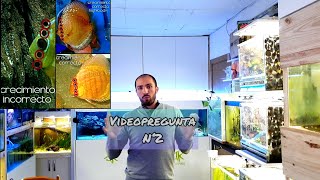 Betta con gambas  Discos pequeños  Ramirezzis no crian  Videopregunta 2 [upl. by Nnylyahs]