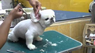 PEKINGESE FULL GROOMING  JY PET SALON [upl. by Casteel]