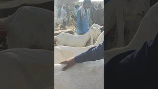 bakra market halani maweshi mandi [upl. by Ahsinrad]