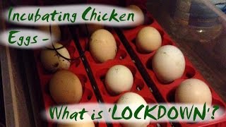 Incubating Chicken Eggs  What is LOCKDOWN [upl. by Daus]