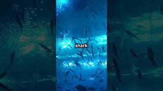 DWARF LANTERN SHARK FACTS LETS LEARN animals shark animalintelligence teacher facts kidsvideo [upl. by Moore]