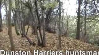 Dunston Harriers  Norfolk Wildlife Trust [upl. by Yasdnil]