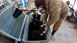 Correcting Knuckling OverFlexed Pastern On a Newborn Calf [upl. by Lia]