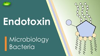 Lipopolysaccharides  LPS  Endotoxin  Bacterial toxin  Inflammation  Basic Science Series [upl. by Harragan]