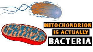 Mitochondria Structure And function [upl. by Nino]