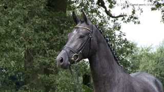 Impressionen der Trakehner Vorauswahlreise 2013 [upl. by Hancock]