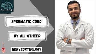 Abdominal anatomy  spermatic cord [upl. by Sieracki]