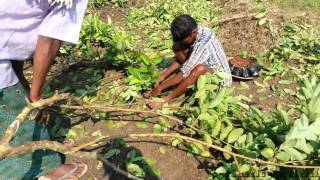 guava tree grafting [upl. by Marja]