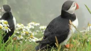 Shetland puffins at Sumburgh Head [upl. by Annayoj]