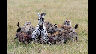 OVER 6 MILLION VIEWS Pregnant zebra mares battles hyena clangraphic content [upl. by Narod]