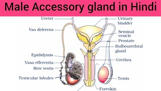 Accessory Gland in Male Hindi  Accessory Gland Seminal Vesicles Prostate Bulbourethral gland [upl. by Yrojram642]