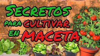 Todos deberían conocer esta técnica para cultivar un huerto en maceta Muy fácil [upl. by Aeel]