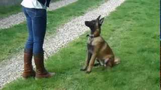 Iyota  Malinois  5 mois  Obéissance [upl. by Retsub]