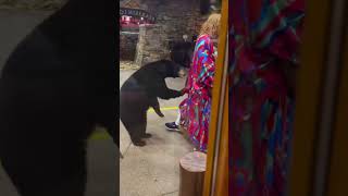 Scary exchange with a black bear at Bearskin Lodge in Gatlinburg TN blackbears gatlinburg [upl. by Mandie]