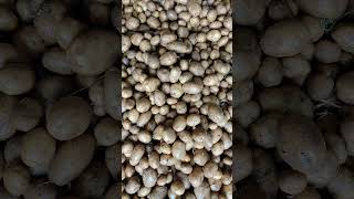 Kotulpur average light size 1100 Rs par Bag 50 Kg [upl. by Cher]