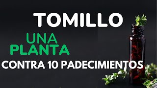 Tomillo  ¿Para Qué Sirve  Beneficios Del Tomillo Para Tu Salud Y Belleza [upl. by Neleh]