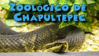 Zoológico de Chapultepec [upl. by Hercules]