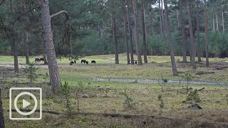 LIVESTREAM  Het Nationale Park De Hoge Veluwe [upl. by Lottie]