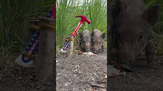 Amazing Skill Building wild boar trap From Hammer skilltrap animals camping shorts [upl. by Assirek]