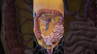 Discover the Mesentery The Unsung Hero of the Digestive System anatomy animation [upl. by Walt]