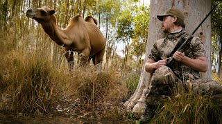 Camel hunt amp meat harvest  Outback bush adventure [upl. by Cathey]