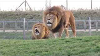 BadlandsChugs Burp and Lion Roar [upl. by Kamal]