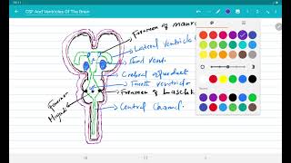 Neurosceine CSF And Ventricles Of The Brain [upl. by Kumler529]