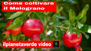 Come coltivare il Melograno [upl. by High306]