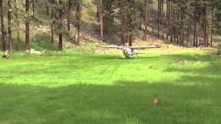 Cessna 185 taking off and landing at Allison Ranch [upl. by Lopes]