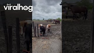 Shetland Pony Patiently Bypasses Electric Fence  ViralHog [upl. by Imelida]